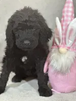 Willow, a female Labradoodle for sale in Lakeland, FL – Photo 4 of 10