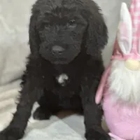 Willow, a female Labradoodle and Poodle - Standard  for sale in Lakeland, FL – Photo 3 of 10