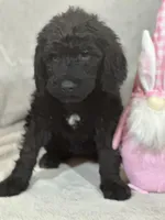 Willow, a female Labradoodle for sale in Lakeland, FL – Photo 3 of 10