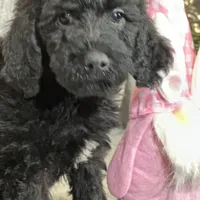 Willow, a female Labradoodle and Poodle - Standard  for sale in Lakeland, FL – Photo 9 of 10