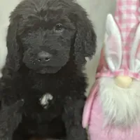 Willow, a female Labradoodle and Poodle - Standard  for sale in Lakeland, FL – Photo 6 of 10
