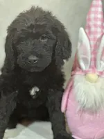 Willow, a female Labradoodle for sale in Lakeland, FL – Photo 6 of 10