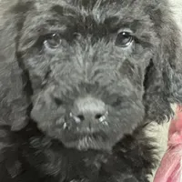 Willow, a female Labradoodle and Poodle - Standard  for sale in Lakeland, FL – Photo 10 of 10