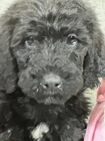 Willow, a female Labradoodle for sale in Lakeland, FL – Photo 10 of 10