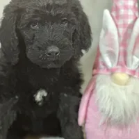 Willow, a female Labradoodle and Poodle - Standard  for sale in Lakeland, FL – Photo 7 of 10
