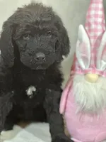 Willow, a female Labradoodle for sale in Lakeland, FL – Photo 7 of 10