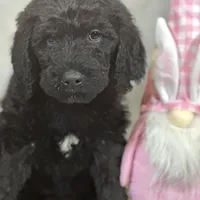 Willow, a female Labradoodle and Poodle - Standard  for sale in Lakeland, FL – Photo 8 of 10