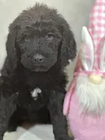 Willow, a female Labradoodle for sale in Lakeland, FL – Photo 8 of 10