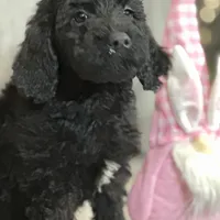 Willow, a female Labradoodle and Poodle - Standard  for sale in Lakeland, FL – Photo 5 of 10