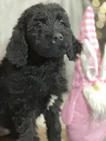 Willow, a female Labradoodle for sale in Lakeland, FL – Photo 5 of 10