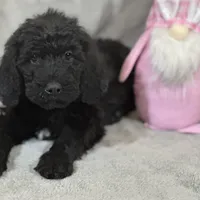 Willow, a female Labradoodle and Poodle - Standard  for sale in Lakeland, FL – Photo 2 of 10