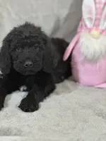 Willow, a female Labradoodle for sale in Lakeland, FL – Photo 2 of 10