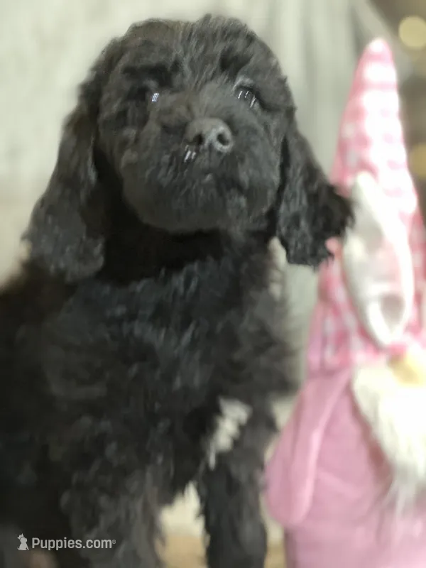 Willow, a female Labradoodle for sale in Lakeland, FL – Photo 1 of 10