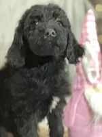 Willow, a female Labradoodle for sale in Lakeland, FL – Photo 1 of 10