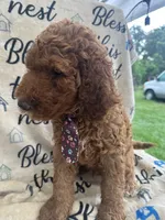 Clyde - 129, a male Labradoodle and Poodle - Standard  for sale in Lakeland, FL – 2 of 10
