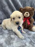 Brody 571, a male Golden Retriever for sale in Lakeland, FL – 2 of 10