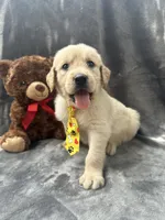 Sammy - 191, a male Golden Retriever for sale in Lakeland, FL – 3 of 10
