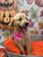 Brooklyn 572, a female Golden Retriever for sale in Lakeland, FL – 1 of 10