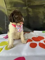 Suzzie - 331, a female Labradoodle and Poodle - Standard  for sale in Lakeland, FL – 10 of 10