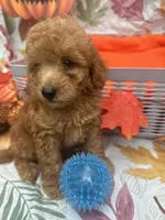Nigel 373, a male Poodle - Miniature  and Miniature Goldendoodle for sale in Lakeland, FL – 10 of 10