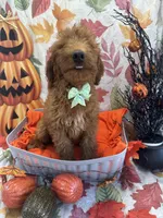 Dixie 399 F1b, a female Goldendoodle and Poodle - Miniature  for sale in Lakeland, FL – 7 of 10