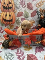 Bear bear 576, a male Golden Retriever for sale in Lakeland, FL – 3 of 10