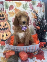 Daphne 398. F1b, a female Goldendoodle and Poodle - Miniature  for sale in Lakeland, FL – 10 of 10