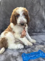 Dash 385 F1b, a male Goldendoodle and Poodle - Miniature  for sale in Lakeland, FL – 9 of 10