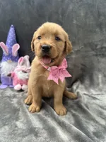Betsy -194, a female Golden Retriever for sale in Lakeland, FL – 9 of 10