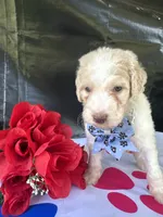 Sapphire - 334 , a female Labradoodle and Poodle - Standard  for sale in Lakeland, FL – 3 of 10