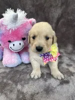 Bridgette 579, a female Golden Retriever for sale in Lakeland, FL – 6 of 10