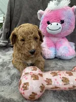 Bambi 370, a female Aussiedoodle and Poodle - Miniature  for sale in Lakeland, FL – 10 of 10