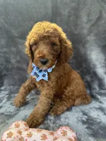 Dakota 394 F1b, a female Goldendoodle and Poodle - Miniature  for sale in Lakeland, FL – 6 of 10