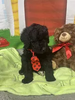 Maxwell 385, a male Bernedoodle and Miniature Bernedoodle for sale in Lakeland, FL – 4 of 10