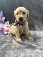Buttercup-196, a female Golden Retriever for sale in Lakeland, FL – 4 of 10