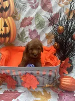Nelson 374, a male Poodle - Miniature  and Miniature Goldendoodle for sale in Lakeland, FL – 3 of 10