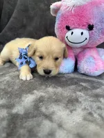 Bailey 577, a female Golden Retriever for sale in Lakeland, FL – 6 of 10