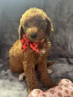 Daisy 394, a female Goldendoodle and Poodle - Miniature  for sale in Lakeland, FL – 7 of 10