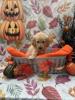 Bear bear 576, a male Golden Retriever for sale in Lakeland, FL – 6 of 10
