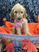 Girl, a female Labradoodle and Golden Retriever for sale in Lakeland, FL – 3 of 8