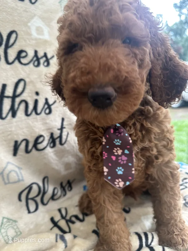 Clyde - 129 – Labradoodle, Poodle - Standard  puppy for sale in Lakeland, FL