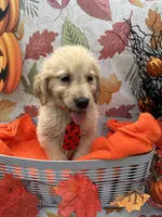 Biscuit 573, a male Golden Retriever for sale in Lakeland, FL – 4 of 10