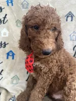 Rusty - 323, a male Labradoodle and Poodle - Standard  for sale in Lakeland, FL – 7 of 10
