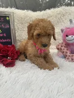 Tammi-328, a female Goldendoodle and Poodle - Standard  for sale in Lakeland, FL – 6 of 10