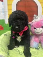 Mandy 383, a female Bernedoodle and Miniature Bernedoodle for sale in Lakeland, FL – 10 of 10