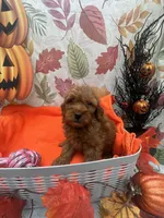 Nikki 376, a female Poodle - Miniature  and Miniature Goldendoodle for sale in Lakeland, FL – 9 of 10