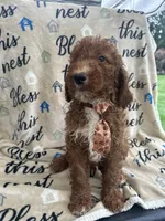 Reece -121, a male Labradoodle and Poodle - Standard  for sale in Lakeland, FL – 5 of 10