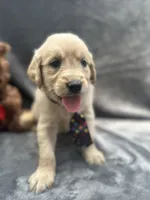 Sampson - 190, a male Golden Retriever for sale in Lakeland, FL – 8 of 10