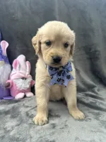 Sophie - 197, a female Golden Retriever for sale in Lakeland, FL – 6 of 10