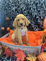 Male, a male Labradoodle and Golden Retriever for sale in Lakeland, FL – 6 of 10